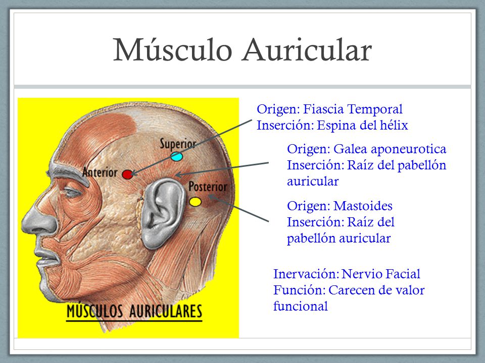 Músculo Auricular Origen: Fiascia Temporal Inserción: Espina del hélix
