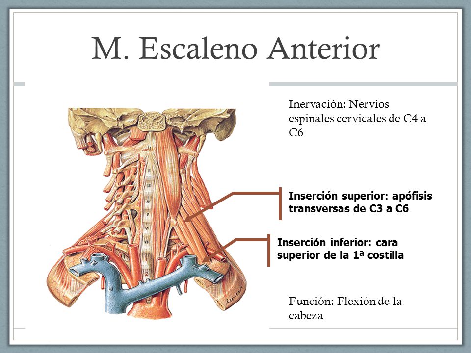 M. Escaleno Anterior Inervación: Nervios espinales cervicales de C4 a C6. Inserción superior: apófisis transversas de C3 a C6.
