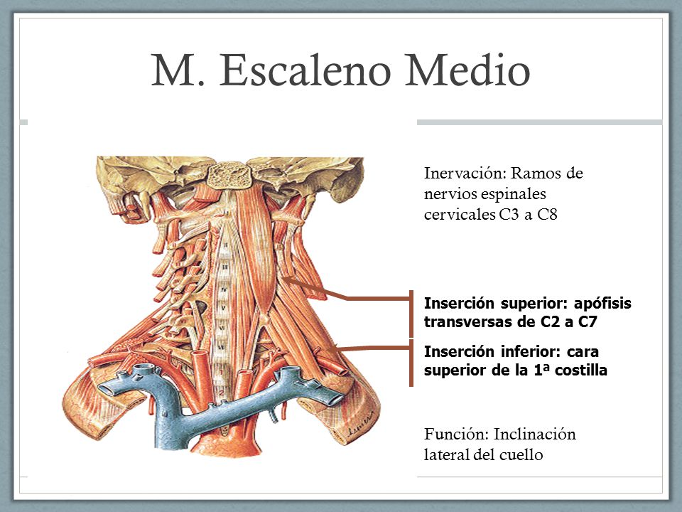 M. Escaleno Medio Inervación: Ramos de nervios espinales cervicales C3 a C8. Inserción superior: apófisis transversas de C2 a C7.