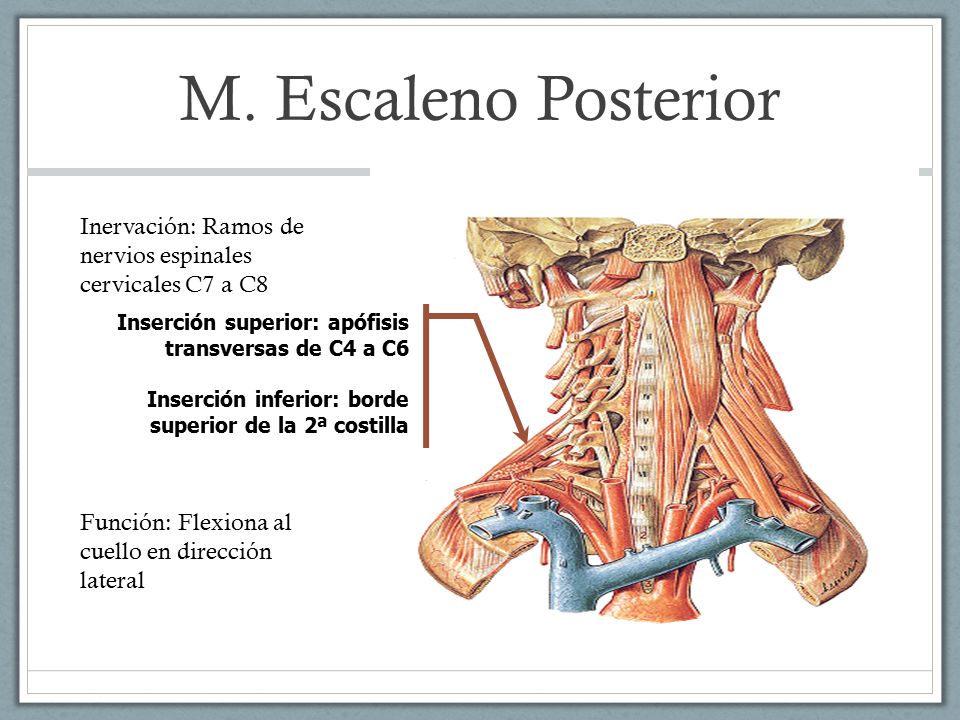 M. Escaleno Posterior Inervación: Ramos de nervios espinales cervicales C7 a C8. Inserción superior: apófisis transversas de C4 a C6.