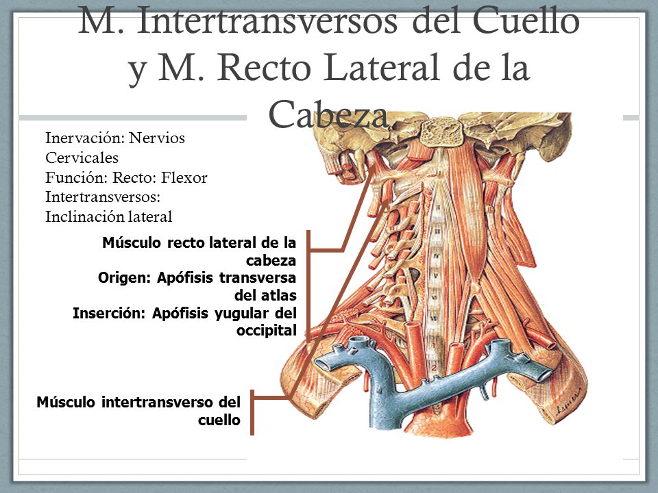 M. Intertransversos del Cuello y M. Recto Lateral de la Cabeza