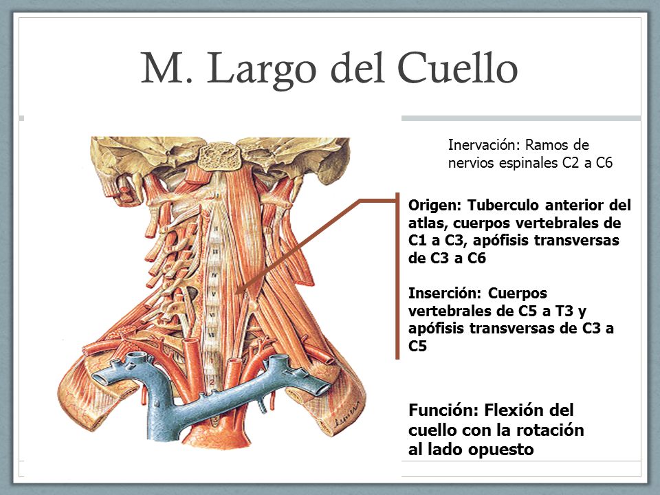 M. Largo del Cuello Inervación: Ramos de nervios espinales C2 a C6.
