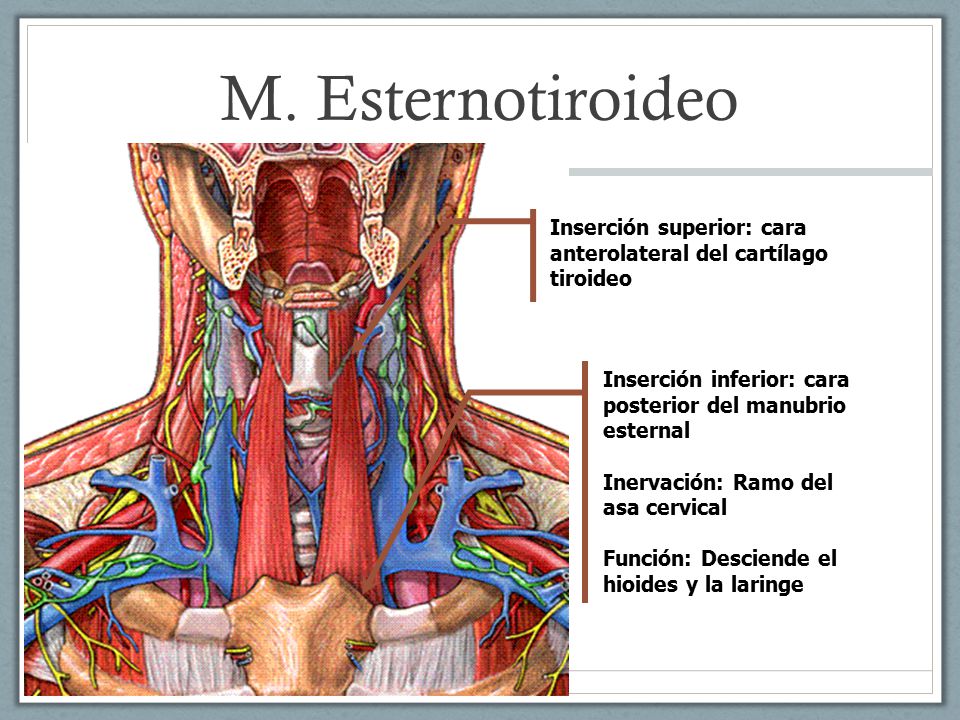 M. Esternotiroideo Inserción superior: cara anterolateral del cartílago tiroideo. Inserción inferior: cara posterior del manubrio esternal.