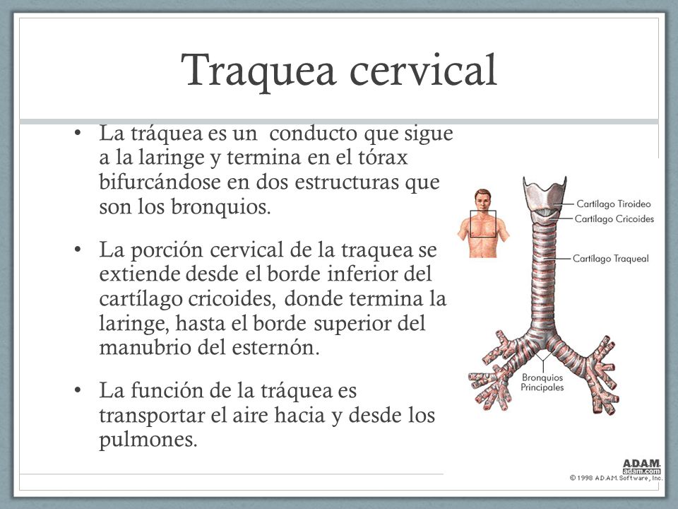 Traquea cervical La tráquea es un conducto que sigue a la laringe y termina en el tórax bifurcándose en dos estructuras que son los bronquios.