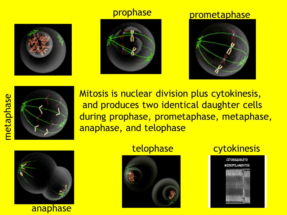 prophase prometaphase. Mitosis is nuclear division plus cytokinesis, and produces two identical daughter cells.