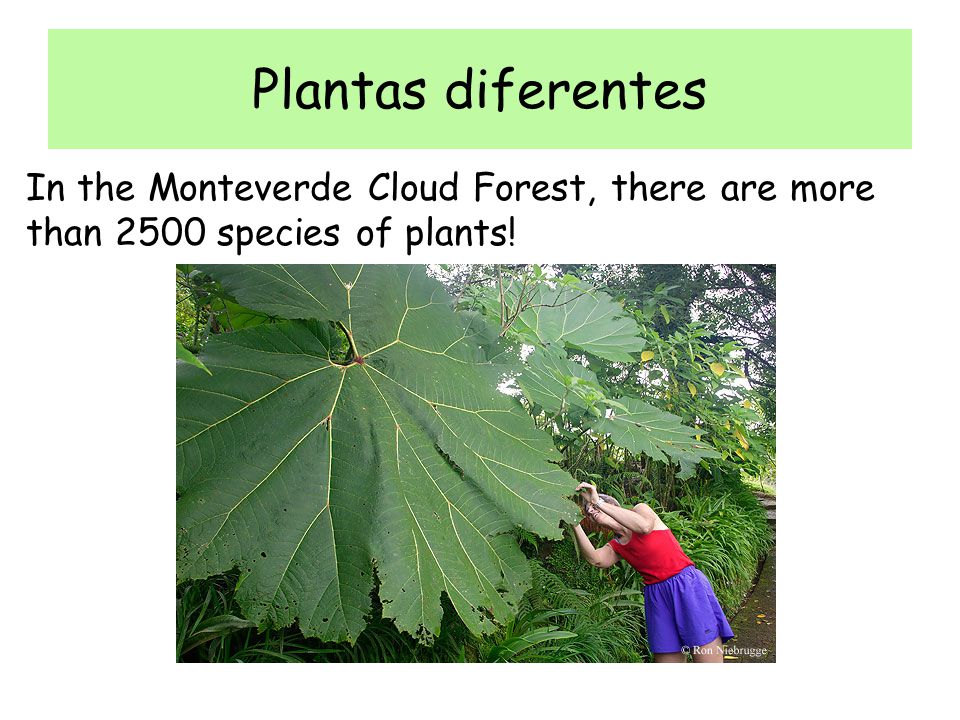 Plantas diferentes In the Monteverde Cloud Forest, there are more than 2500 species of plants!