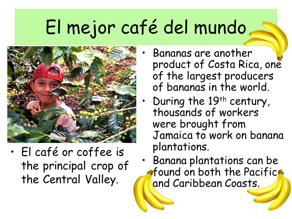 El mejor café del mundo Bananas are another product of Costa Rica, one of the largest producers of bananas in the world.