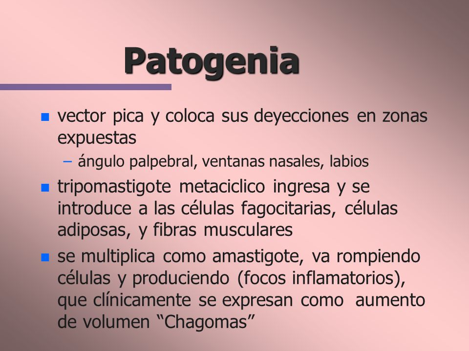 Patogenia vector pica y coloca sus deyecciones en zonas expuestas