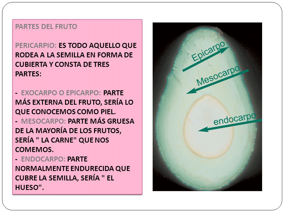 PARTES DEL FRUTO PERICARPIO: ES TODO AQUELLO QUE RODEA A LA SEMILLA EN FORMA DE CUBIERTA Y CONSTA DE TRES PARTES: