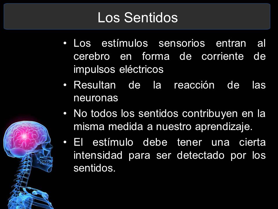 Los Sentidos Los estímulos sensorios entran al cerebro en forma de corriente de impulsos eléctricos.