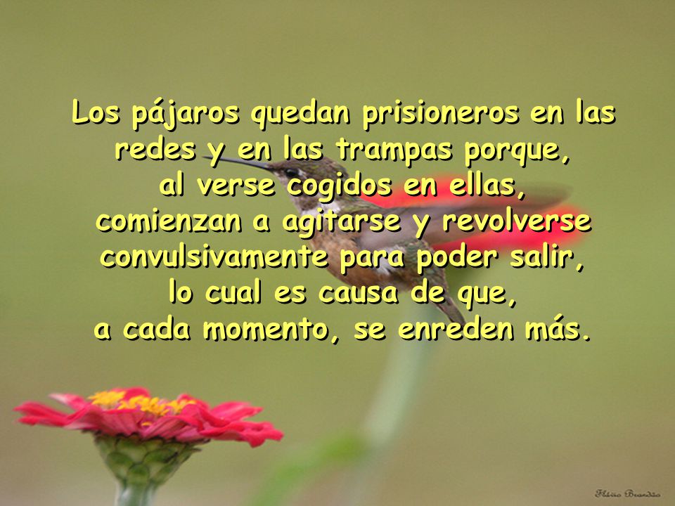 Los pájaros quedan prisioneros en las redes y en las trampas porque,