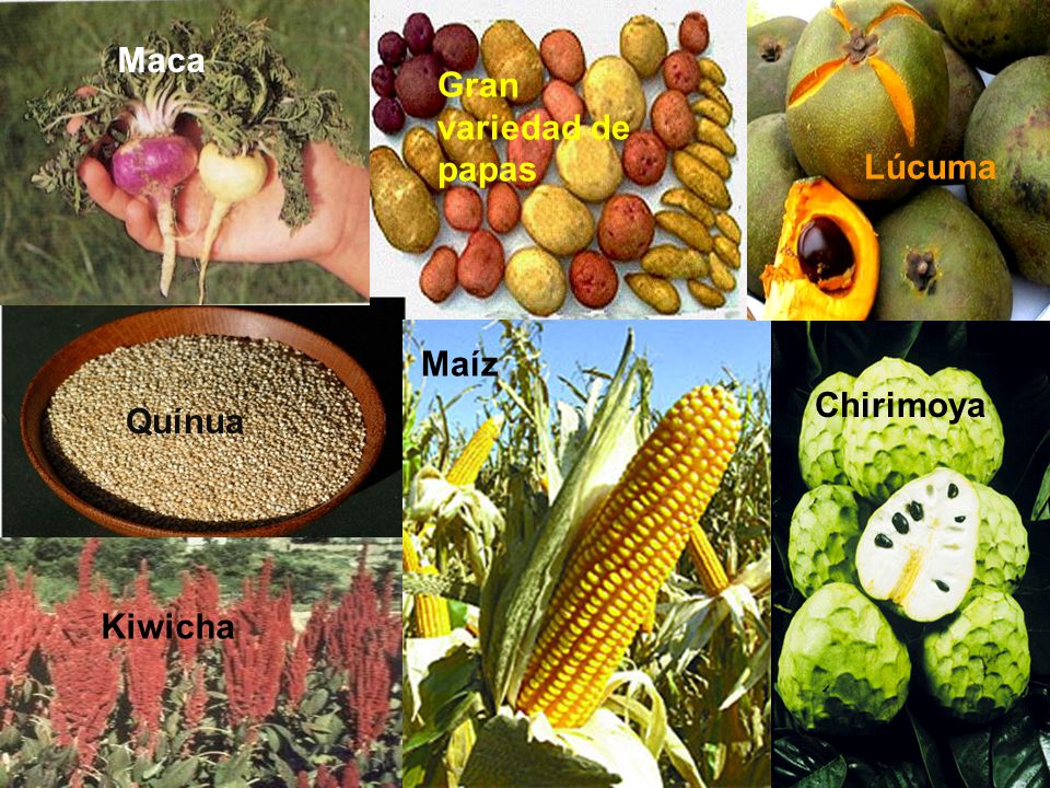 Maca Gran variedad de papas Lúcuma Maíz Chirimoya Quínua Kiwicha