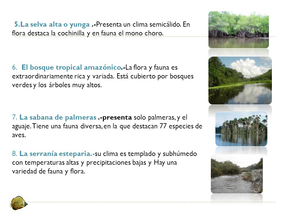 5. La selva alta o yunga. -Presenta un clima semicálido