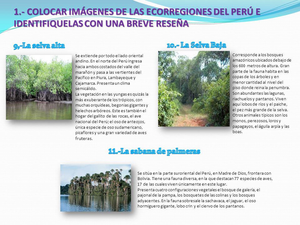 1.- COLOCAR IMÁGENES DE LAS ECORREGIONES DEL PERÚ E IDENTIFIQUELAS CON UNA BREVE RESEÑA