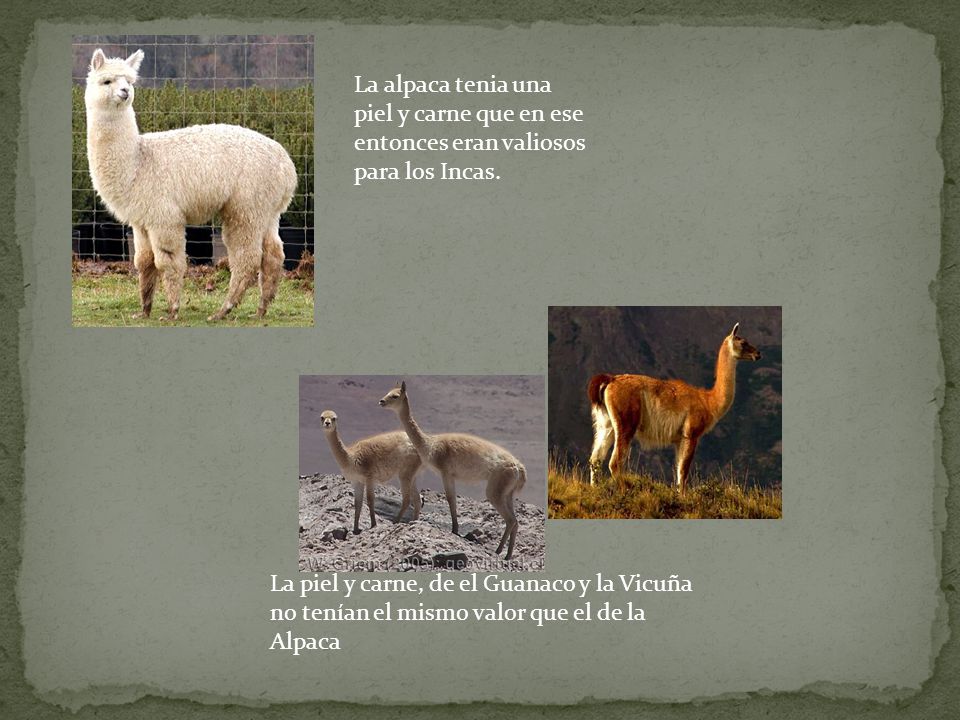 La alpaca tenia una piel y carne que en ese entonces eran valiosos para los Incas.