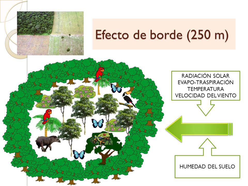 Efecto de borde (250 m) RADIACIÓN SOLAR EVAPO-TRASPIRACIÓN TEMPERATURA