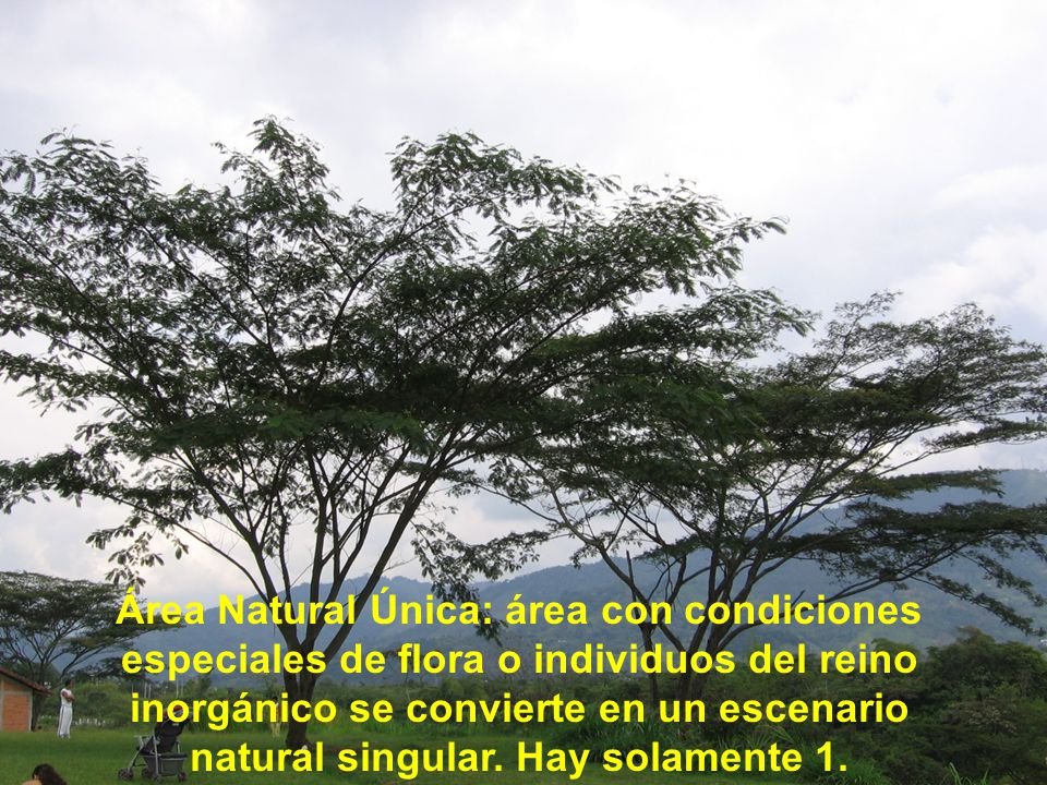 Área Natural Única: área con condiciones especiales de flora o individuos del reino inorgánico se convierte en un escenario natural singular.