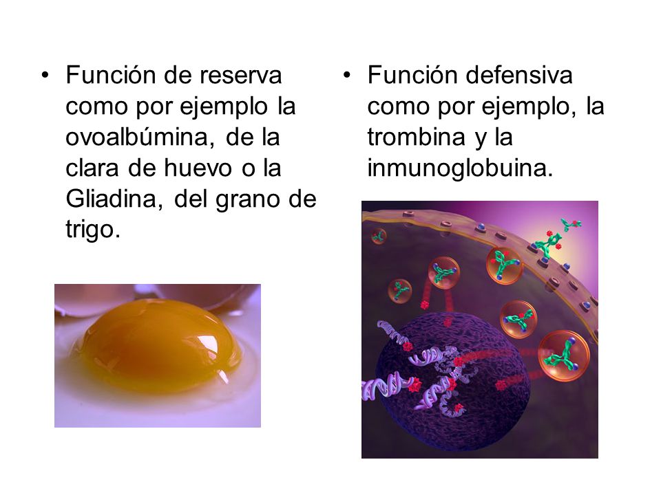 Función de reserva como por ejemplo la ovoalbúmina, de la clara de huevo o la Gliadina, del grano de trigo.