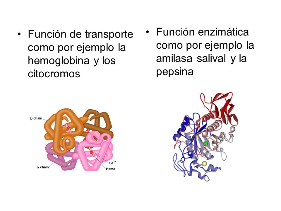 Función enzimática como por ejemplo la amilasa salival y la pepsina