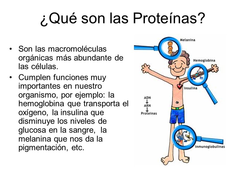¿Qué son las Proteínas Son las macromoléculas orgánicas más abundante de las células.