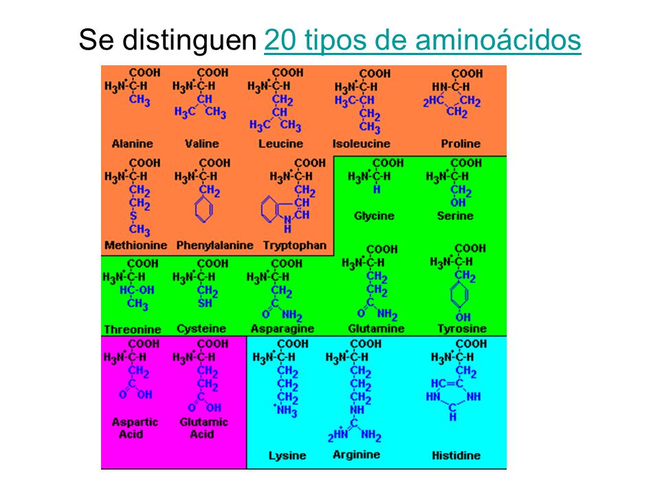 Se distinguen 20 tipos de aminoácidos