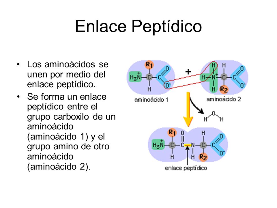 Enlace Peptídico Los aminoácidos se unen por medio del enlace peptídico.