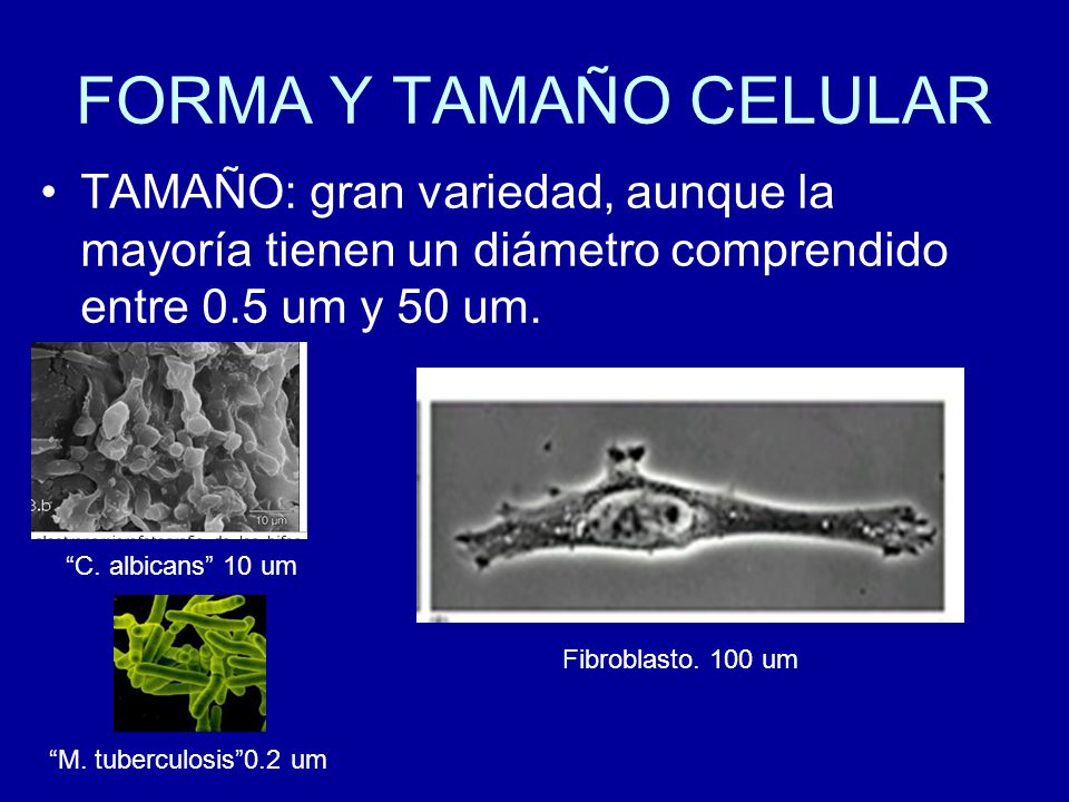 FORMA Y TAMAÑO CELULAR TAMAÑO: gran variedad, aunque la mayoría tienen un diámetro comprendido entre 0.5 um y 50 um.