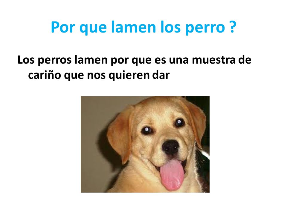 Por que lamen los perro Los perros lamen por que es una muestra de cariño que nos quieren dar