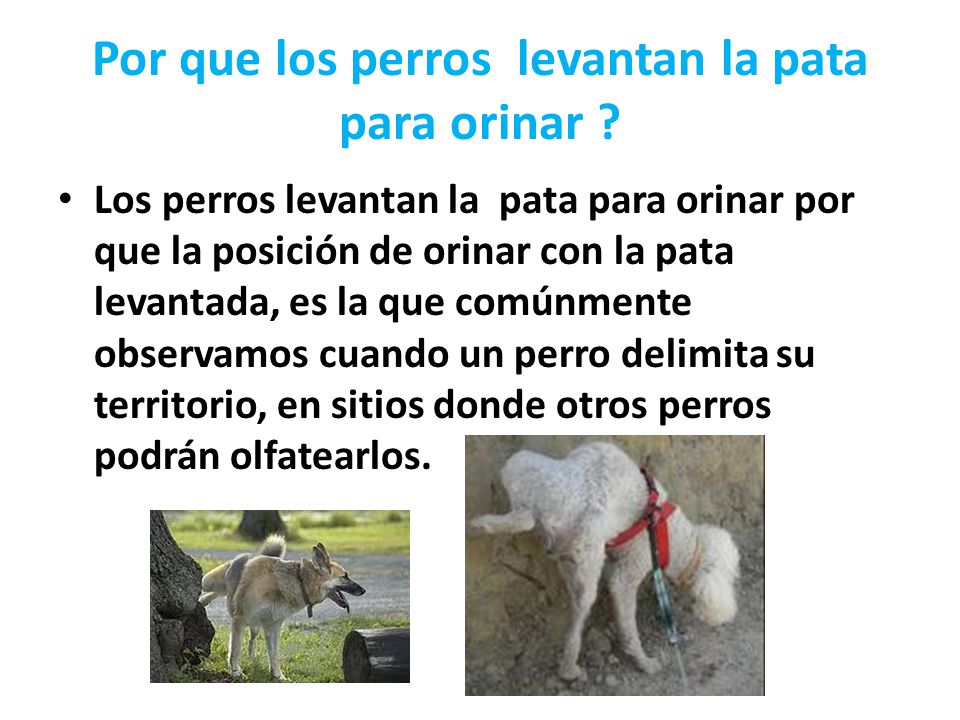 Por que los perros levantan la pata para orinar