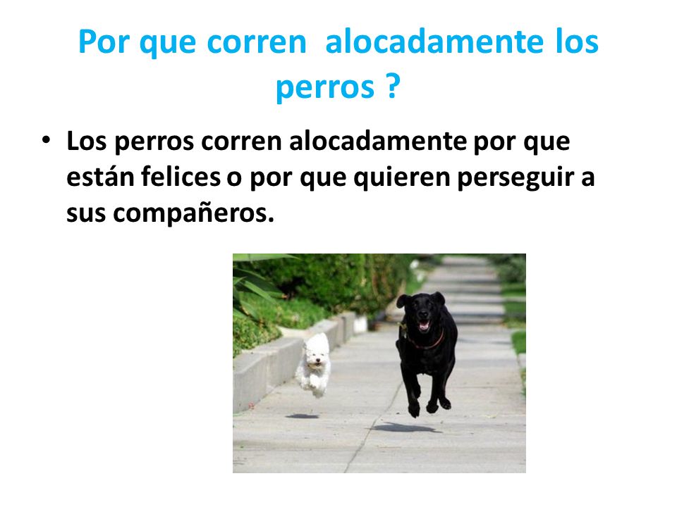 Por que corren alocadamente los perros