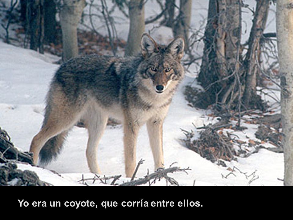 Yo era un coyote, que corría entre ellos.