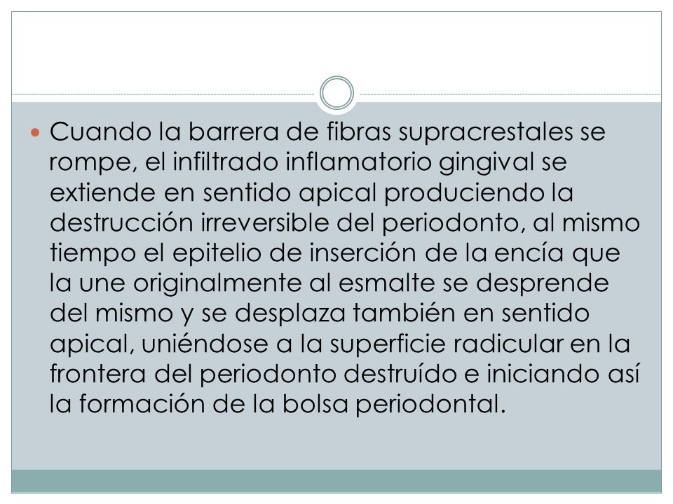 Cuando la barrera de fibras supracrestales se rompe, el infiltrado inflamatorio gingival se extiende en sentido apical produciendo la destrucción irreversible del periodonto, al mismo tiempo el epitelio de inserción de la encía que la une originalmente al esmalte se desprende del mismo y se desplaza también en sentido apical, uniéndose a la superficie radicular en la frontera del periodonto destruído e iniciando así la formación de la bolsa periodontal.