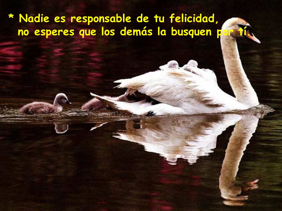 * Nadie es responsable de tu felicidad, no esperes que los demás la busquen por tí.
