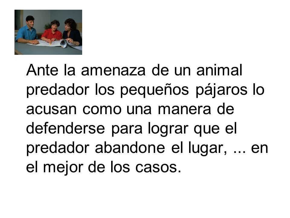 Ante la amenaza de un animal predador los pequeños pájaros lo acusan como una manera de defenderse para lograr que el predador abandone el lugar, ...
