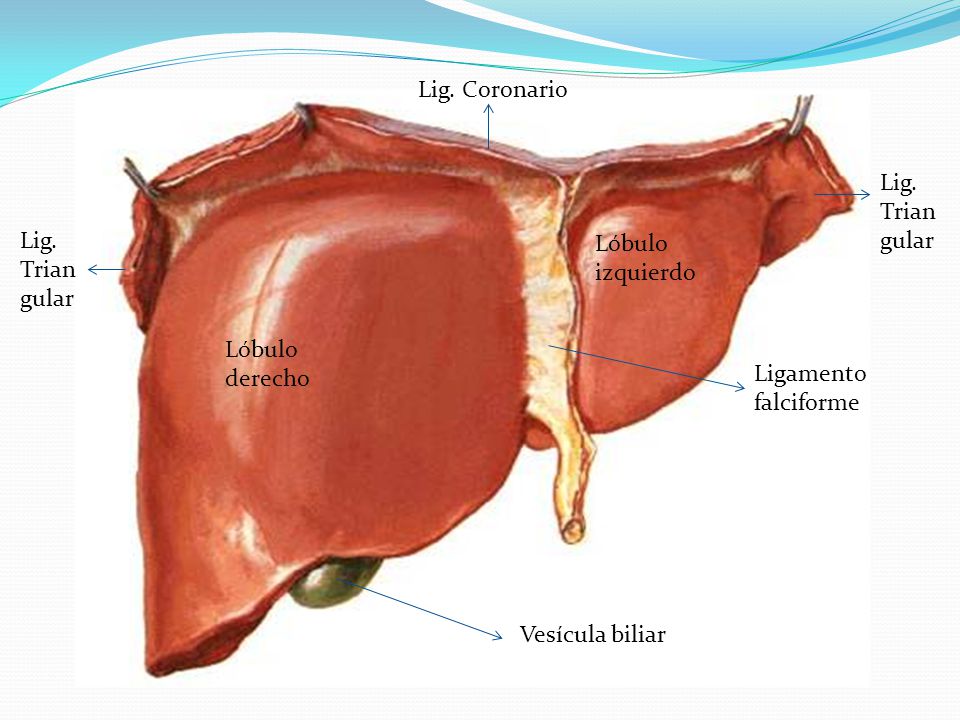 Lig. Coronario Lig. Triangular. Lig. Triangular. Lóbulo izquierdo. Lóbulo derecho. Ligamento falciforme.