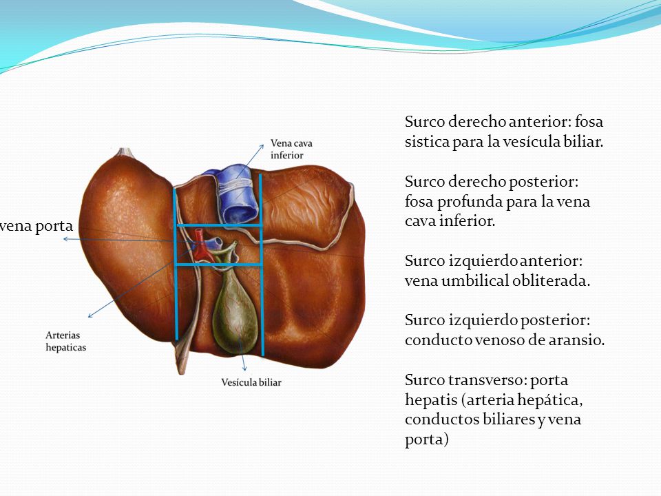 Surco derecho anterior: fosa sistica para la vesícula biliar.