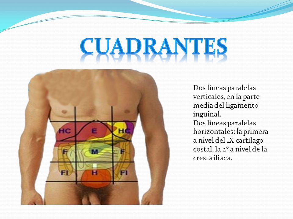 cuadrantes Dos líneas paralelas verticales, en la parte media del ligamento inguinal.