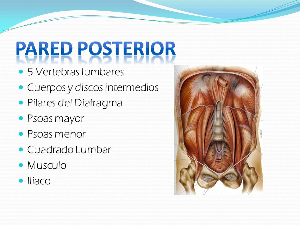 Pared posterior 5 Vertebras lumbares Cuerpos y discos intermedios