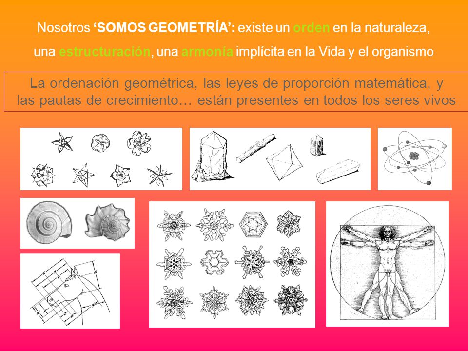 La ordenación geométrica, las leyes de proporción matemática, y