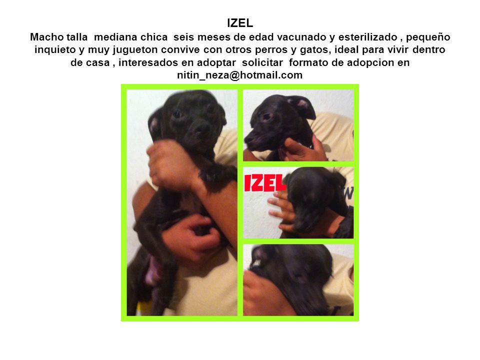 IZEL Macho talla mediana chica seis meses de edad vacunado y esterilizado , pequeño inquieto y muy jugueton convive con otros perros y gatos, ideal para vivir dentro de casa , interesados en adoptar solicitar formato de adopcion en
