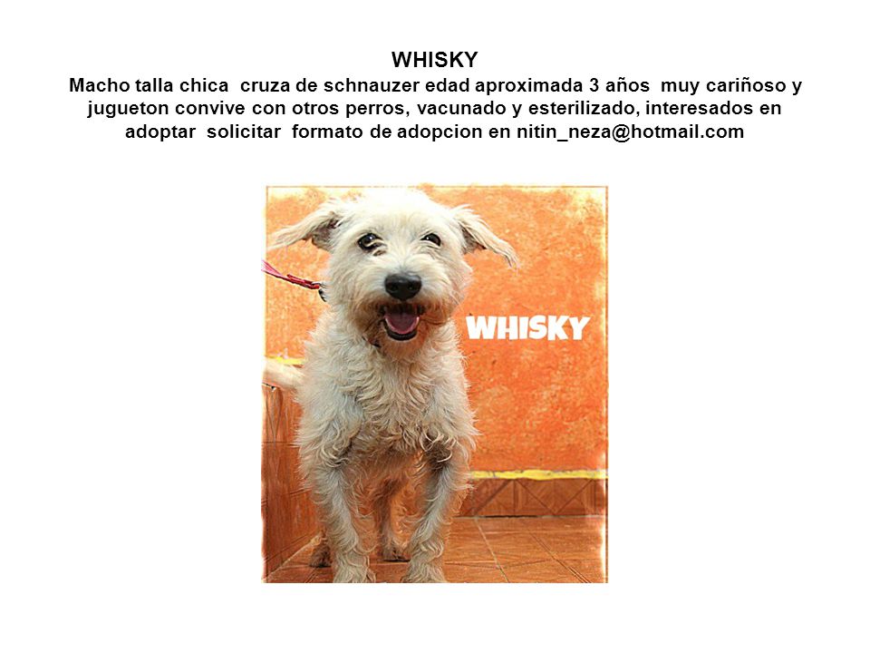 WHISKY Macho talla chica cruza de schnauzer edad aproximada 3 años muy cariñoso y jugueton convive con otros perros, vacunado y esterilizado, interesados en adoptar solicitar formato de adopcion en