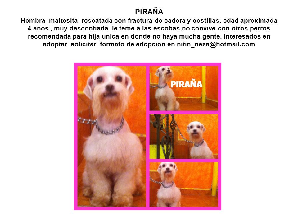 PIRAÑA Hembra maltesita rescatada con fractura de cadera y costillas, edad aproximada 4 años , muy desconfiada le teme a las escobas,no convive con otros perros recomendada para hija unica en donde no haya mucha gente.