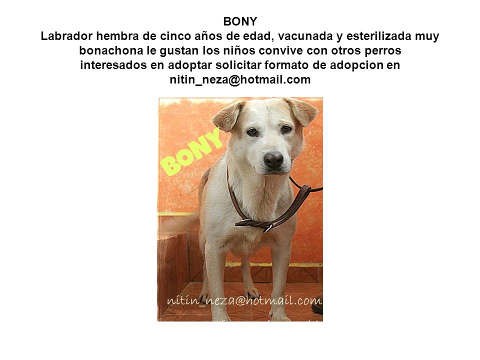 BONY Labrador hembra de cinco años de edad, vacunada y esterilizada muy bonachona le gustan los niños convive con otros perros interesados en adoptar solicitar formato de adopcion en