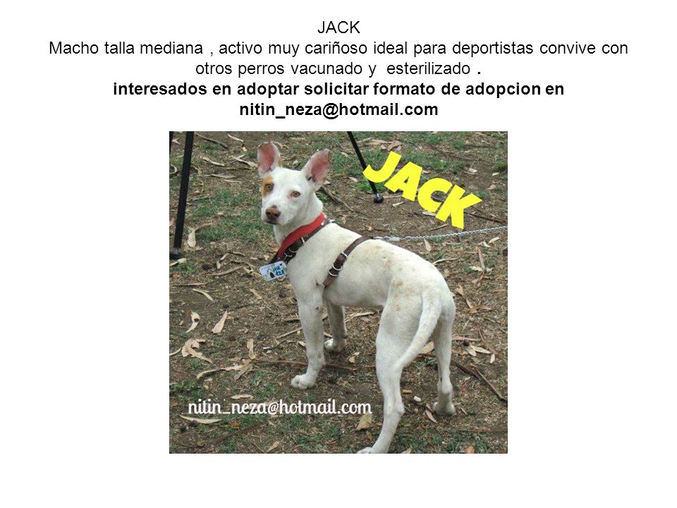 JACK Macho talla mediana , activo muy cariñoso ideal para deportistas convive con otros perros vacunado y esterilizado .
