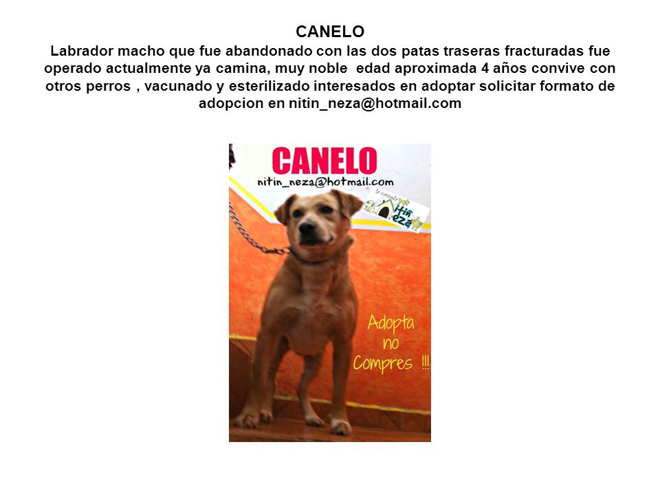 CANELO Labrador macho que fue abandonado con las dos patas traseras fracturadas fue operado actualmente ya camina, muy noble edad aproximada 4 años convive con otros perros , vacunado y esterilizado interesados en adoptar solicitar formato de adopcion en