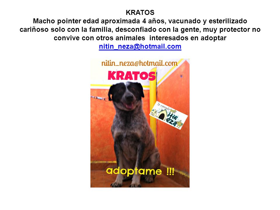 KRATOS Macho pointer edad aproximada 4 años, vacunado y esterilizado cariñoso solo con la familia, desconfiado con la gente, muy protector no convive con otros animales interesados en adoptar