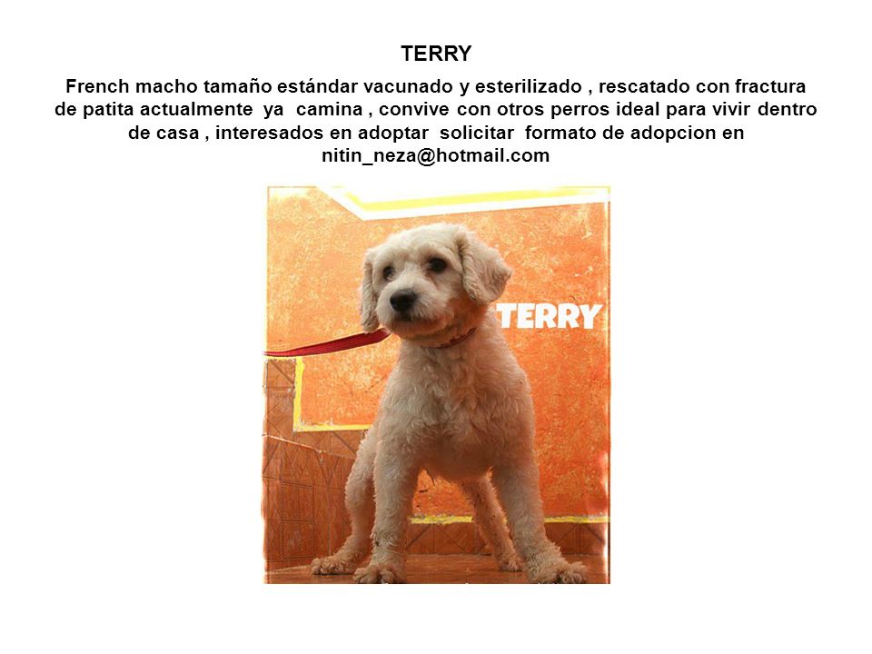 TERRY French macho tamaño estándar vacunado y esterilizado , rescatado con fractura de patita actualmente ya camina , convive con otros perros ideal para vivir dentro de casa , interesados en adoptar solicitar formato de adopcion en