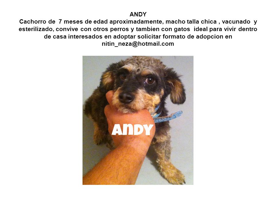 ANDY Cachorro de 7 meses de edad aproximadamente, macho talla chica , vacunado y esterilizado, convive con otros perros y tambien con gatos ideal para vivir dentro de casa interesados en adoptar solicitar formato de adopcion en