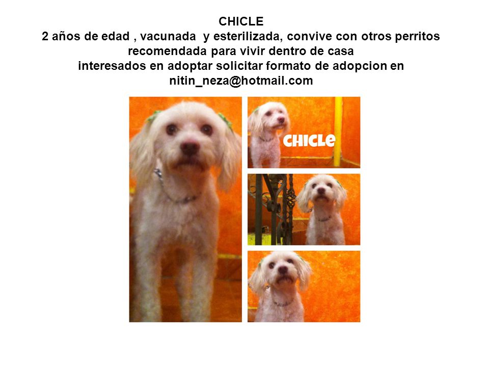 CHICLE 2 años de edad , vacunada y esterilizada, convive con otros perritos recomendada para vivir dentro de casa interesados en adoptar solicitar formato de adopcion en