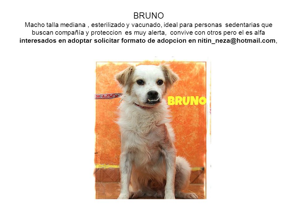 BRUNO Macho talla mediana , esterilizado y vacunado, ideal para personas sedentarias que buscan compañía y proteccion es muy alerta, convive con otros pero el es alfa interesados en adoptar solicitar formato de adopcion en